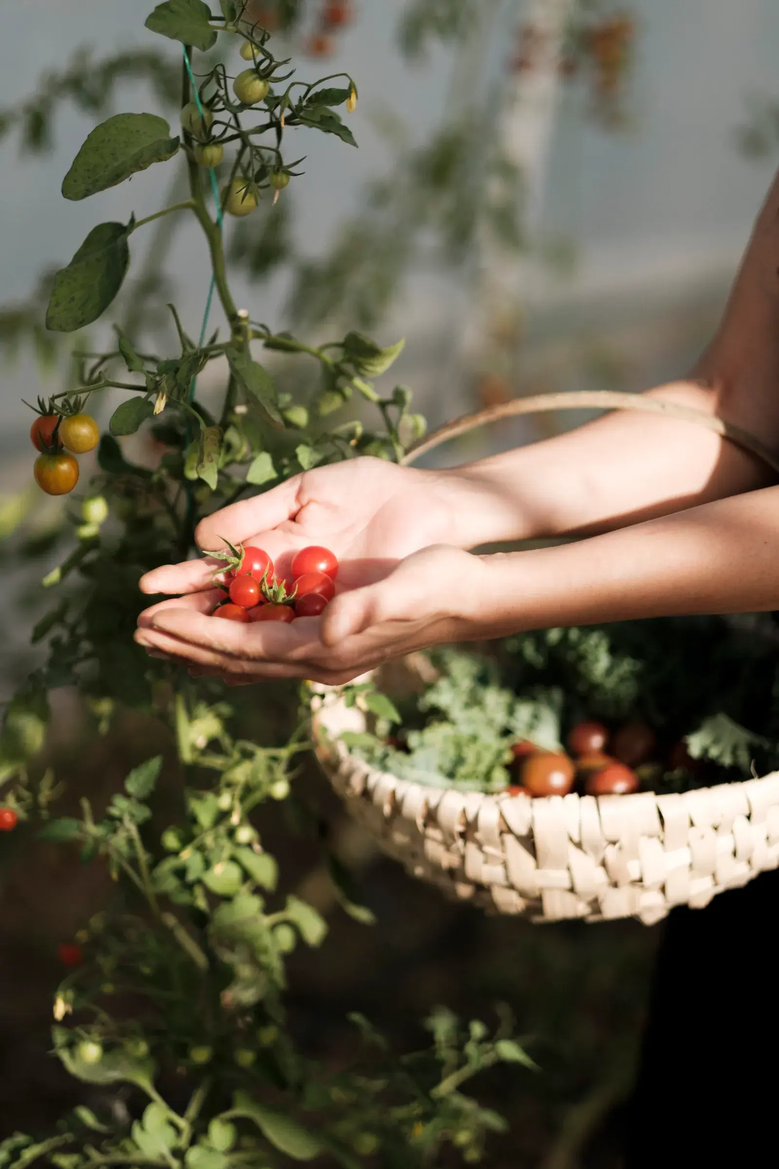 Fresh tomatoes picked in the garden